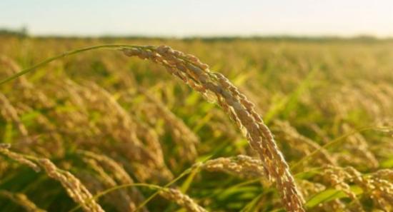 Over 2,000 MT Paddy Purchased This Yala Season